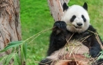 Se convocan becas para investigar sobre fauna animal y biodiversidad en Cataluña | University Master and Postgraduate studies and positions | Scoop.it