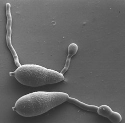 MPP: The Top 10 fungal pathogens in molecular plant pathology | Plants and Microbes | Scoop.it