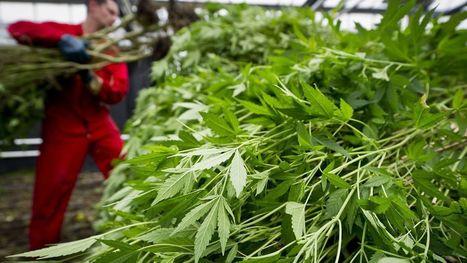 Aux Pays-Bas, l'Etat va produire son propre cannabis | LE GRAND NORD | Scoop.it