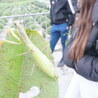 Vari&eacute;t&eacute;s entomologiques
