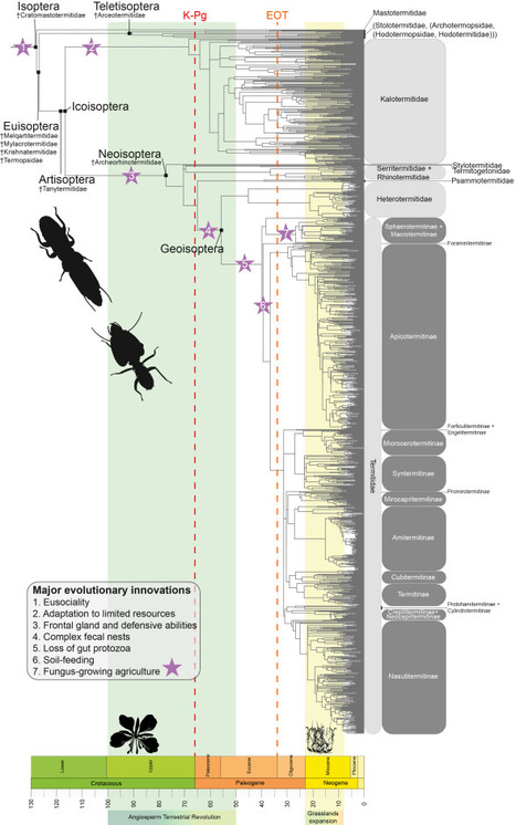 L'arm&eacute;e invisible : pourquoi les termites sont le &laquo; moteur &raquo; secret de la renaissance des for&ecirc;ts | EntomoNews | Scoop.it