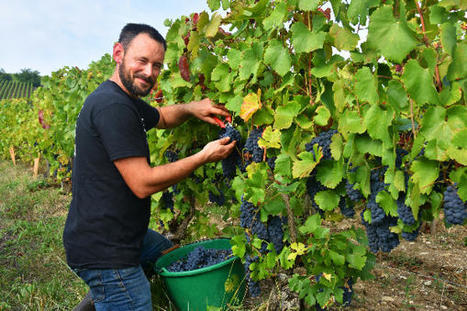 [vitisphere.com] Le bio s’approche des 10 % des vignes de Champagne | l'actuvin | Scoop.it