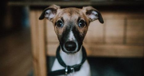 Cruelty-free: the truth about animal testing in the cosmetics industry | Sustainable Procurement & CSR News - Cosmetics Industry | Scoop.it