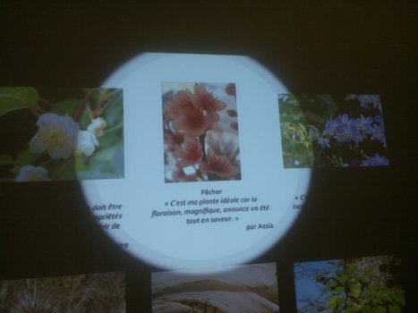 Une exposition sur la plante idéale à l'Espace EDF Bazacle - ToulÉco Green | Les laboratoires du CNRS Occitanie Ouest dans la presse | Scoop.it