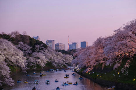 Japan Has the Tourists for Cherry Blossom Season But There's a Service Gap | Japanese Travellers | Scoop.it