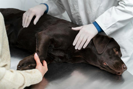 Eficacia y seguridad del cannabidiol para el tratamiento de la osteoartritis canina | Personas y Animales | Scoop.it