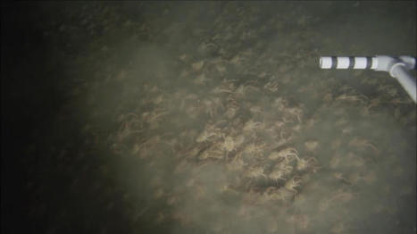 Scientists capture 'mesmerizing' video of swarming red crabs | Coastal Restoration | Scoop.it