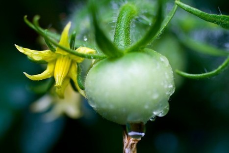 Come annaffiare l’orto quando sei in vacanza | Orto, Giardino, Frutteto, Piante Innovative e Antiche Varietà | Scoop.it