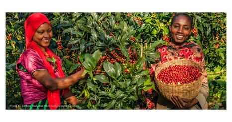Preventing DEFORESTATION while leveraging trade for development | CIHEAM Press Review | Scoop.it