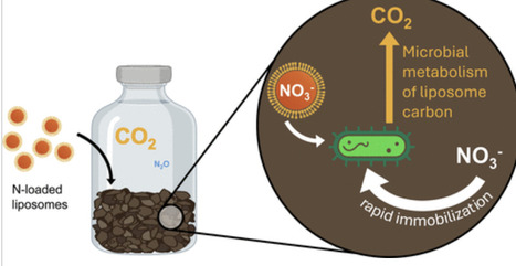 A Lecithin Liposome Stimulates Soil Microbial Respiration and Nitrate Immobilization | acs | RMH | Scoop.it