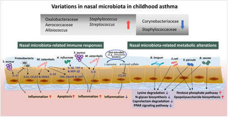 Cells | Free Full-Text | Nasal Microbiome and Its Interaction with the Host in Childhood Asthma | Allergy (and clinical immunology) | Scoop.it