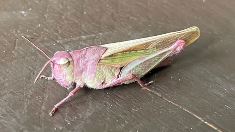 Une jeune passionnée d'insectes découvre un criquet rose dans son jardin | Les Colocs du jardin | Scoop.it