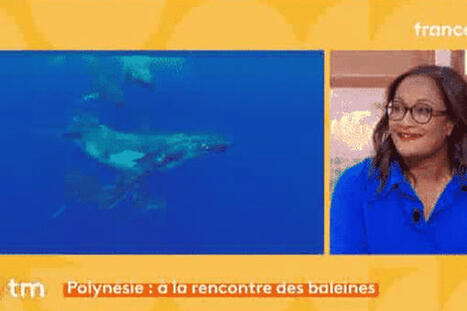 Des baleines moins nombreuses en Polyn&eacute;sie, une saison qui interroge les scientifiques | Revue de presse C&eacute;tac&eacute;s | Scoop.it