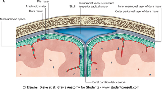 Fig.8.30.1.jpg (613x336 pixels) | Meninges | S...