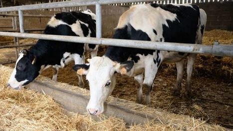 Les éleveurs délèguent l'élevage des génisses pour limiter les charges | Lait de Normandie... et d'ailleurs | Scoop.it