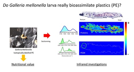La larve de Galleria mellonella est-elle capable de dégrader et de métaboliser le plastique ? Approche histologique par microspectroscopie infrarouge en utilisant du polyéthylène deutéré | Life Sciences Université Paris-Saclay | Scoop.it