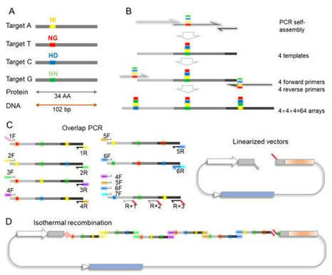 Simple and Rapid Assembly of TALE Modules Based on the Degeneracy of the Codons and Trimer Repeats - MDPI Genes | TAL effector science | Scoop.it