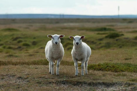 Redondance et r&eacute;p&eacute;tition en e learning | Innovation et transformation p&eacute;dagogique | Scoop.it