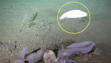 Un crustacé géant filmé dans les abysses | EntomoNews | Scoop.it