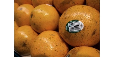 Une bact&eacute;rie transmise par un insecte d&eacute;cime les orangers de Floride, le prix du jus s'envole | EntomoNews | Scoop.it