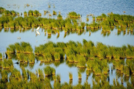 Priorit&eacute;s de la strat&eacute;gie biodiversit&eacute; - Minist&egrave;re de la Transition &eacute;cologique | Gestion Durable des Ressources | Scoop.it