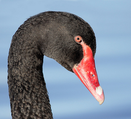 Seven black swans for education in 2012 » Dave's Educational Blog | Digital Delights | Scoop.it