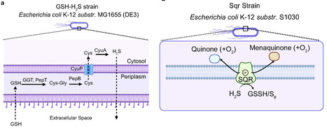 Metabolic engineering of Escherichia coli to modulate hydrogen sulfide levels in the mammalian gut | brvm | RMH | Scoop.it