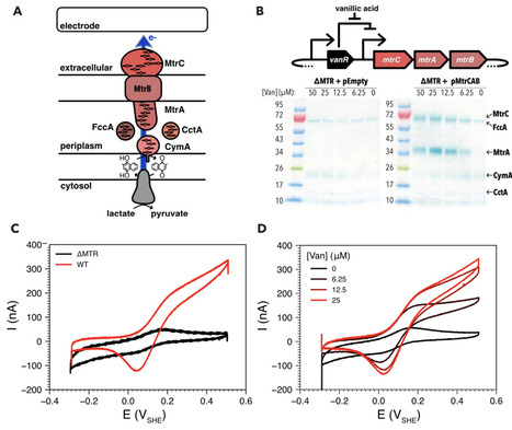 Living electronic transistors with tunable conductivity | brvbe | RMH | Scoop.it