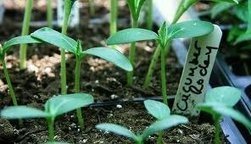 Microbial Ecological Fertiliser - For a future safer agriculture | Health Supreme | Scoop.it