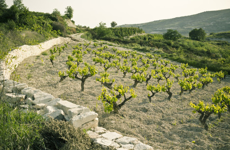 Wine talk: The Eastern Mediterranean pioneers - The Jerusalem Post | Cyprus Wine | Scoop.it