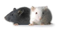Mice Show Evidence of Empathy | Empathy and Animals | Scoop.it