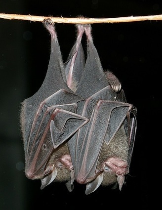 Light Pollution Keeps Rainforest Bats from Eating and Disbursing Seeds - Nature World News | RAINFOREST EXPLORER | Scoop.it