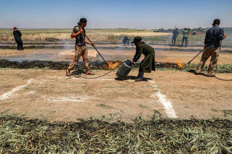 FOOD : Arab cuisine at stake as people turn to junk food amid Ukraine war price surge | CIHEAM Press Review | Scoop.it