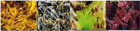 Sustainable Bioplastics from Seaweed | iBB | Scoop.it