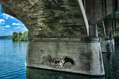 This Week's Weirdest Reasons to Travel Includes Bats, Selfies, and Doughnuts | Daily Travels | Scoop.it