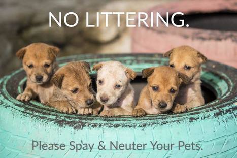 No Littering Neuter Clinic in BTF on 9-Dec-23 | Cayo Scoop!  The Ecology of Cayo Culture | Scoop.it