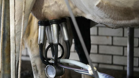 Bird Flu Found in Arizona Milk Suggests Another Spillover from Birds to Cows | Virus World | Scoop.it