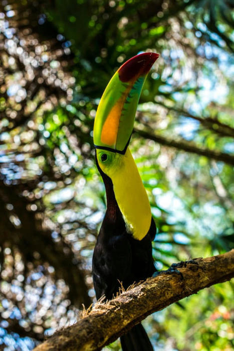 SI Swimsuit 2022 Destinations: Belize | Cayo Scoop!  The Ecology of Cayo Culture | Scoop.it