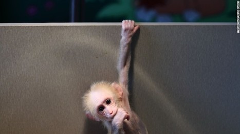 Chinese scientists create monkeys with autism gene | Animal Models - GEG Tech top picks | Scoop.it