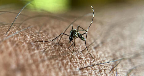 Invasion de moustiques : l’Europe face à un record de cas de maladies – | Biodiversité - @ZEHUB on Twitter | Scoop.it