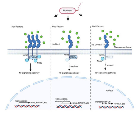 NopL interacts with symbiotic NF signaling (IPS2, SPS) | Plant Sciences | Scoop.it