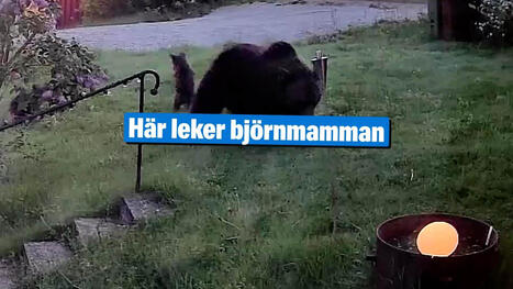 H&auml;r leker bj&ouml;rnmamman med sina ungar vid J&auml;rvs&ouml; | 1Uutiset - Lukemisen t&auml;hden | Scoop.it