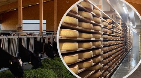 À 940 € la tonne de lait, le gruyère suisse est exigeant et rémunérateur | Lait de Normandie... et d'ailleurs | Scoop.it