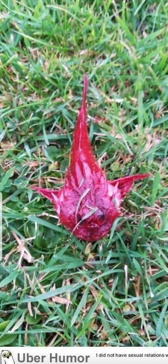 Weird Fish Found In Garden After Storm | Funny Pictures, Quotes, Pics, Photos, Images. Videos of Really Very Cute animals. | Strange days indeed... | Scoop.it