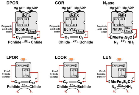 Biological nitrogen and carbon fixation: Bridging the gap between synthetic symbioses and synthetic biology | RMH | Scoop.it