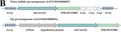 BaCas12a3 represents a new subtype of type V CRISPR effector with collateral activity toward tRNA | brvbe | RMH | Scoop.it