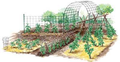 Vertical Gardening Techniques | Gardening Life | Scoop.it