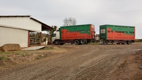 Conflit entre les &eacute;quarisseurs - Le tribunal a tranch&eacute; : Saria est d&eacute;bout&eacute;e | La Gazette des abattoirs | Scoop.it