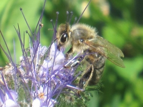 Et si nous imitions les abeilles? - OuiShare | Nouveaux paradigmes | Scoop.it