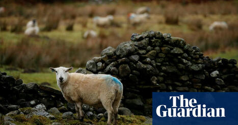World’s First Case of Bird Flu in Sheep Detected in England - The Guardian | Virus World | Scoop.it